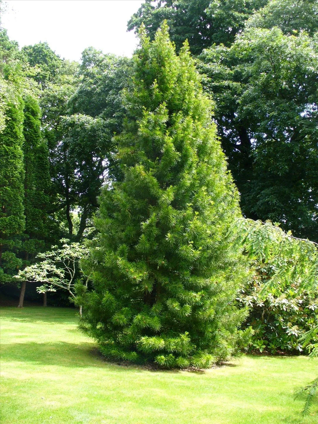 El Pino Parasol: 230 millones de años lo contemplan | Garden ... El Pino Parasol: 230 millones de años lo contemplan | Garden ...