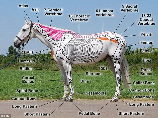 Pintan caballos para estudiar anatomia !!! - Taringa! Pintan caballos para estudiar anatomia !!! - Taringa!
