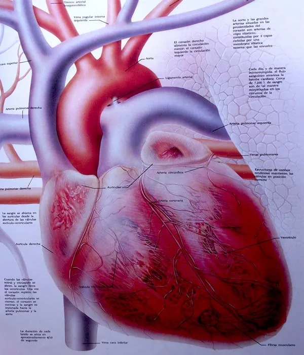 Pintar la anatomía de un corazón | Pintura y Artistas