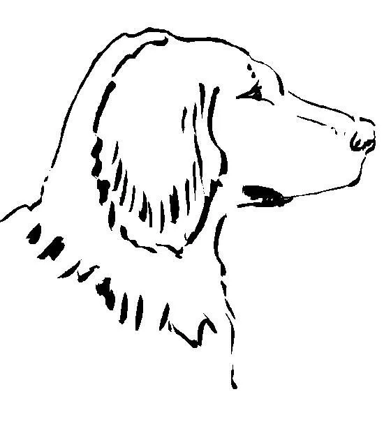 Pintar é divertido - Desenhos para colorir: Cães