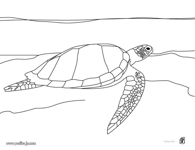 Pintar TORTUGAS MARINAS, Tortuga Golfina para imprimir Pintar TORTUGAS MARINAS, Tortuga Golfina para imprimir