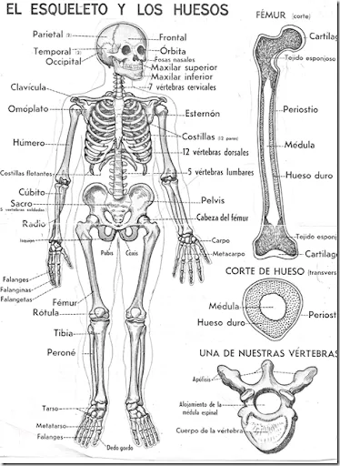 ANATOMÍA Y FISIOLOGÍA HUMANA 1: sistema esqueletico