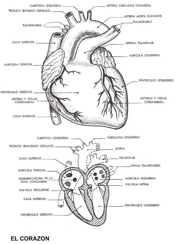 Pinto Dibujos: Partes del corazón para colorear Pinto Dibujos: Partes del corazón para colorear