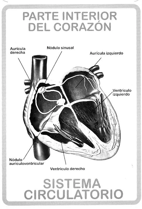 Corazon con sus partes para pintar - Imagui Corazon con sus partes para pintar - Imagui