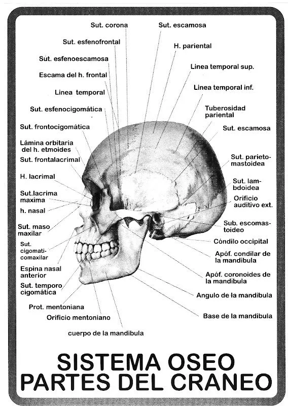 Pinto Dibujos: Partes del craneo para colorear Pinto Dibujos: Partes del craneo para colorear