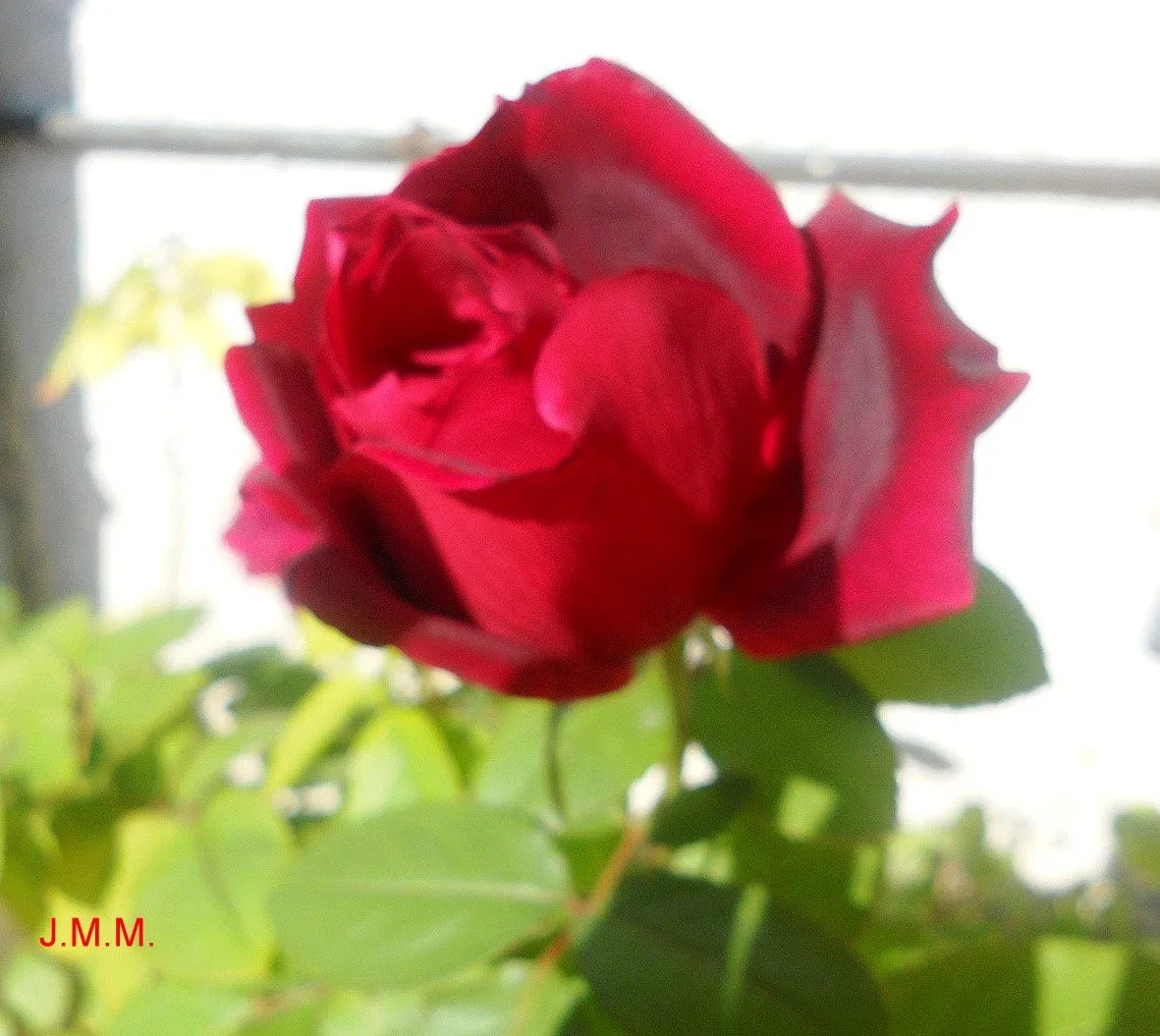 Pinturas y Fotografías de J.M.M.: ROSAS DE OTOÑO Pinturas y Fotografías de J.M.M.: ROSAS DE OTOÑO