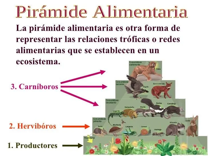 Piramide alimentaria animales - Imagui