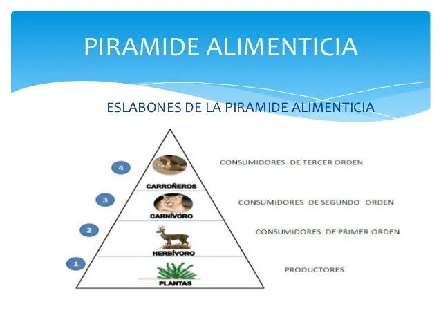 piramide-alimenticia-3-638.jpg ...