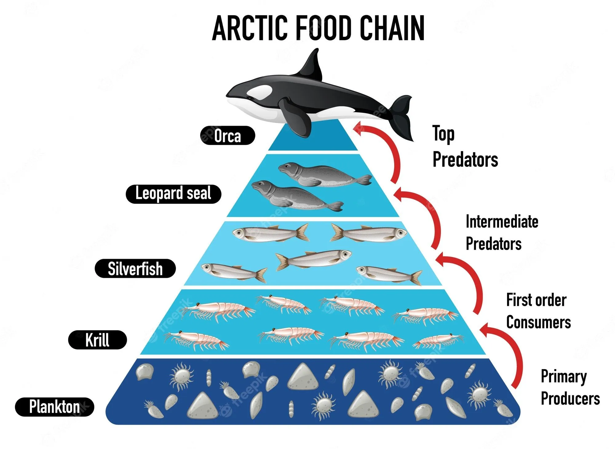 Pirámide de la cadena alimentaria del ártico | Vector Gratis