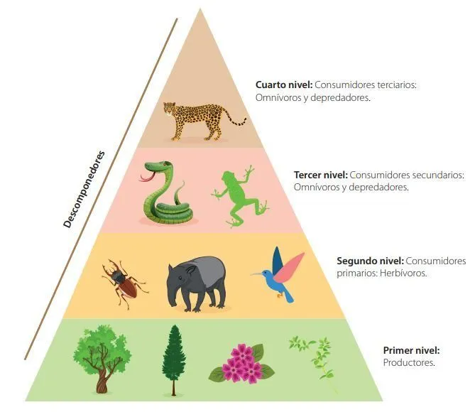Pirámide trófica o ecológicas y tipos; de energía, de biomasa y números