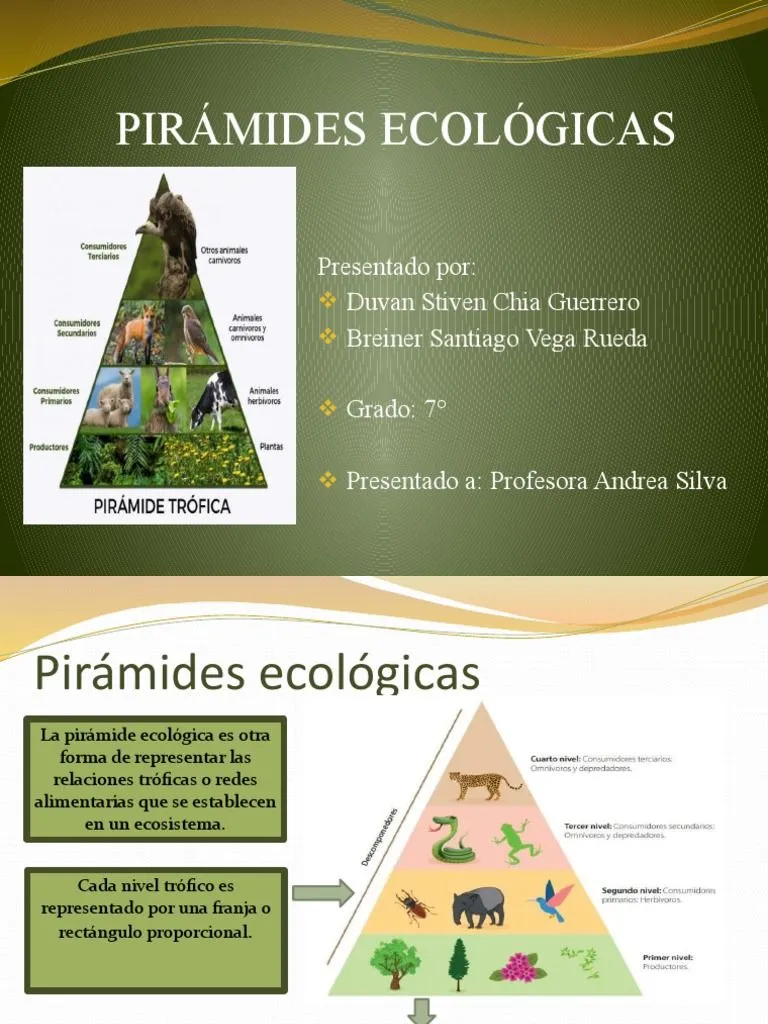 Piramides Ecologicas | PDF | Biomasa (Ecología) | Ecología