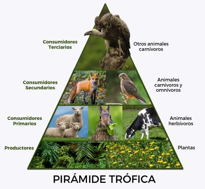 Qué son las pirámides ecológicas y sus tipos - te lo explicamos