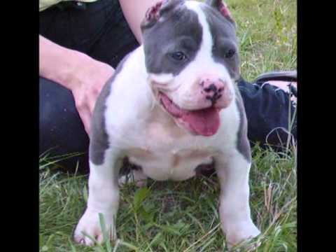 pit bull blue - YouTube
