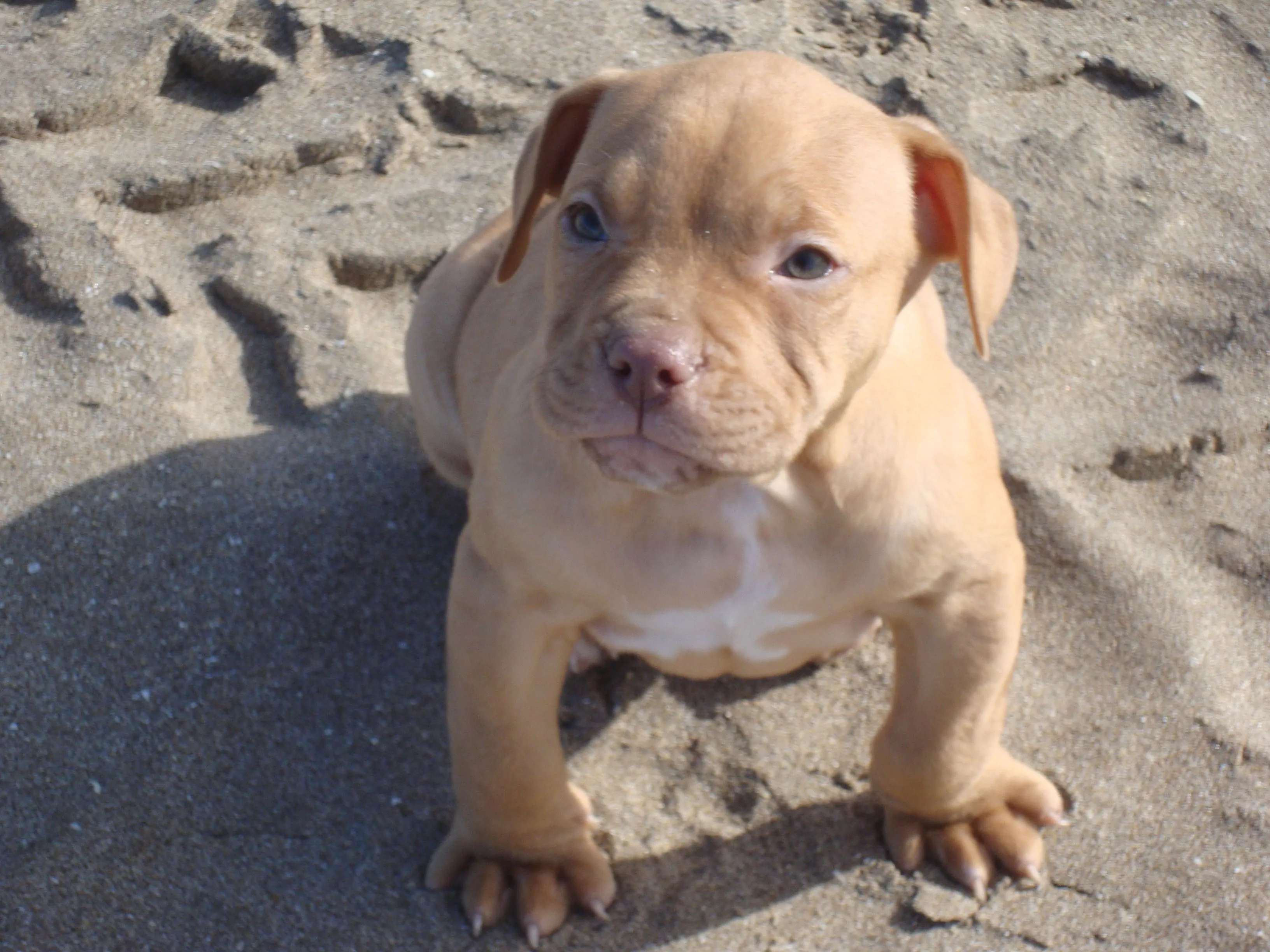 pitbull red nose pt monta - Piteşti - Animale - pitbull red monta ...