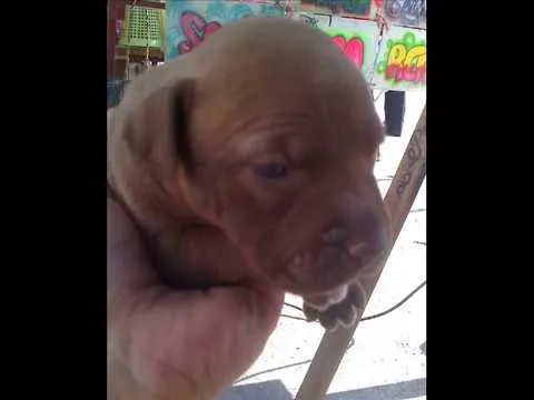 pit bull red nose.wmv - YouTube