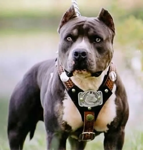 Pit Bull terrier americano | Tus animales y tú