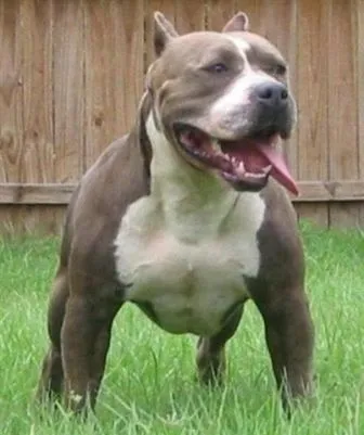 Pit Bull Terrier Americano « Reinaldo E Fernández (Con los que ... Pit Bull Terrier Americano « Reinaldo E Fernández (Con los que ...