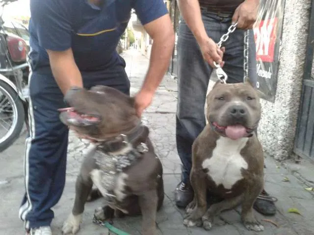 Pitbull (american bully) cachorros en venta - Durango, Mexico ...