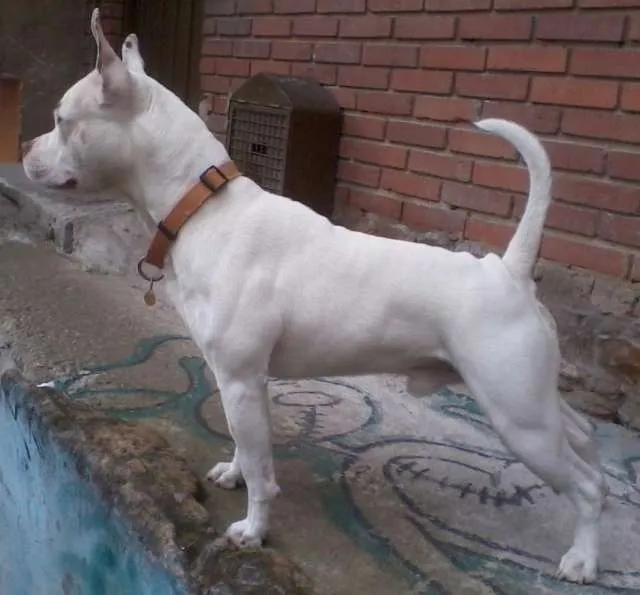 Pitbull american staffordshire terrier blanco para monta - Bogotá ...