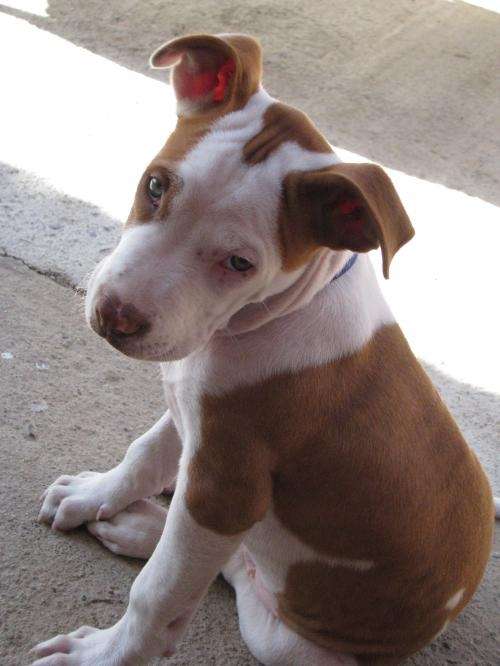 Se vende cachorro pitbull 2 meses y medio - Valparaíso, Chile ...