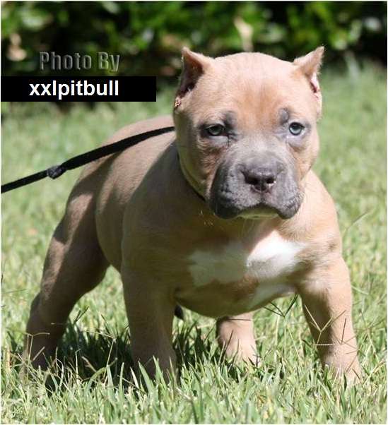 Pitbull cachorros, blue, fawn y gris con papeles - Montevideo ...