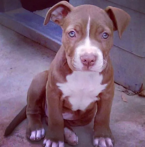 Pitbull Dog Red Nose Puppiespalanenonnea