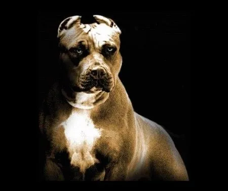 pitbull - Dogs & Animals Background Wallpapers on Desktop Nexus ...