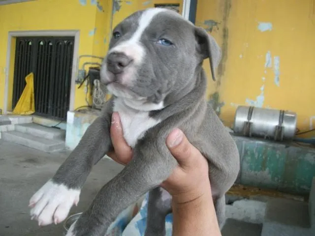 Pitbull con ojos azules - Imagui