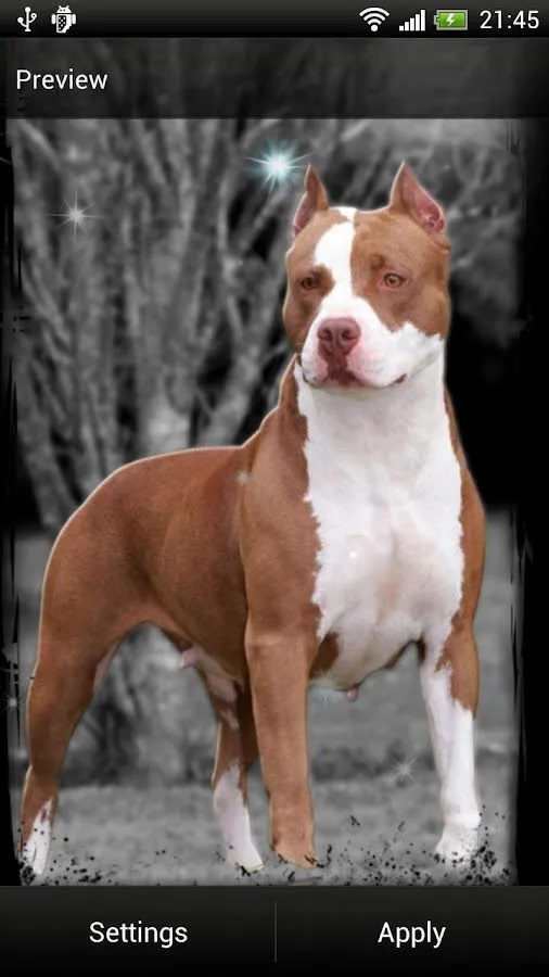 Pitbull Fondo Animado - Aplicaciones de Android en Google Play