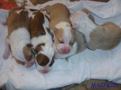 Fotos de perros pitbull recien nacidos - Imagui