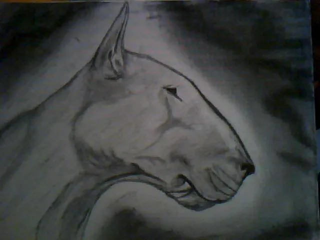 Bull terrier dibujo a lapiz - Imagui