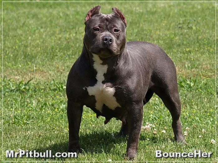 pitbulls | BLUE BULLY PITBULLS MICHIGAN Are you looking for Blue ...