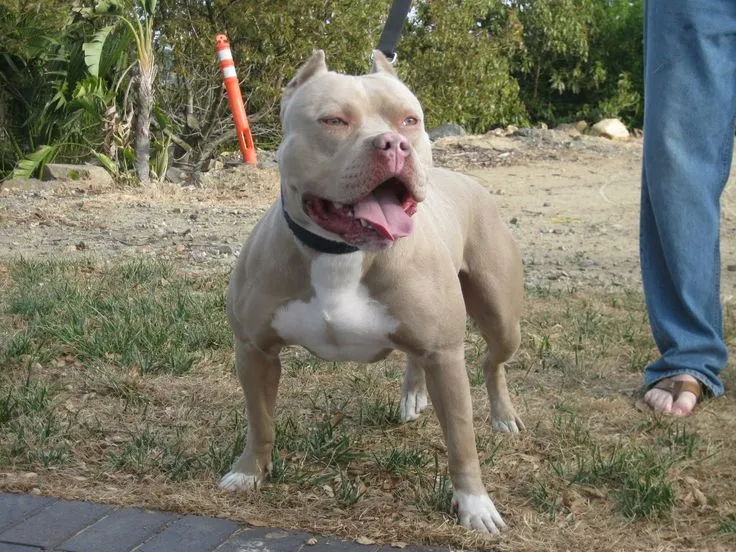 pitbulls | ... - Breeders of some of the finest and strongest Blue ...