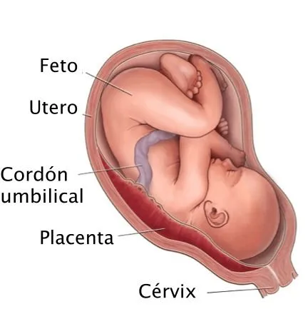 La placenta - Qué es y para qué sirve