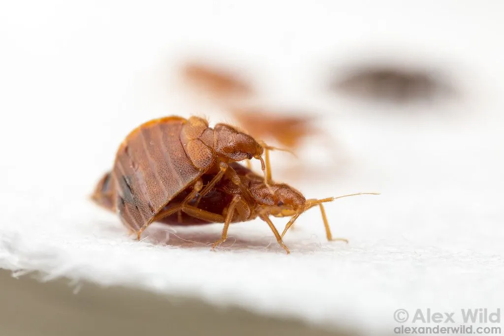 A Plague of Bed Bugs - Alex Wild Photography