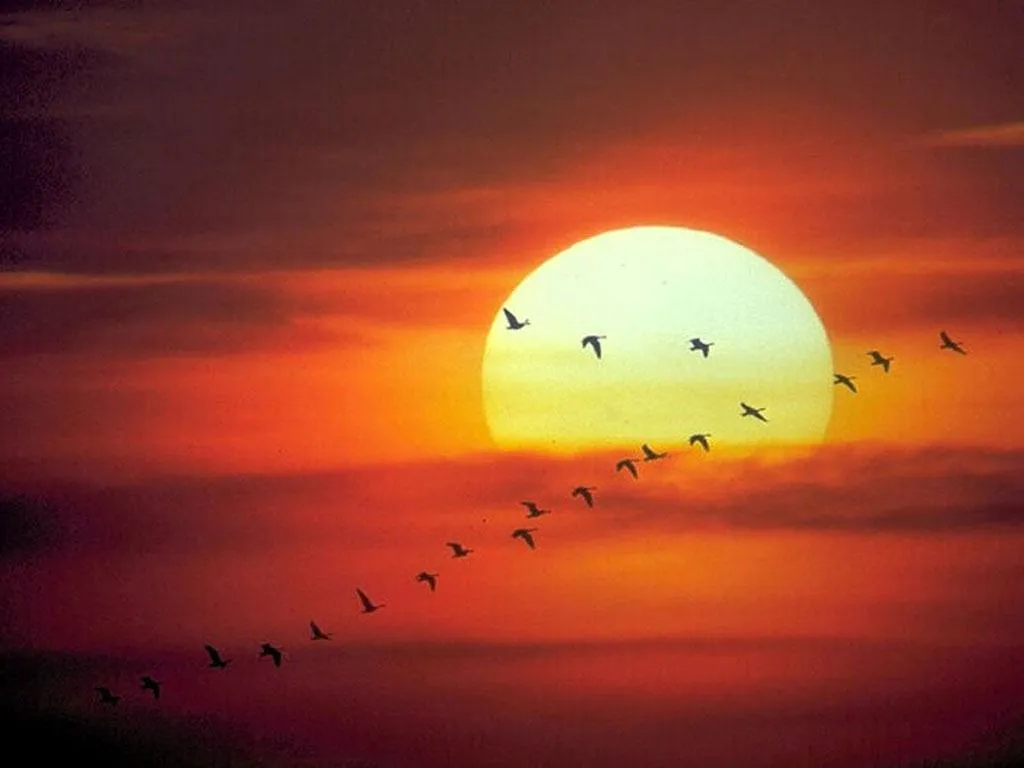 PLANETA EN PELIGRO,¡CUIDEMOSLE!: QUE BONITAS SON ESTAS FOTOGRAFIAS ... PLANETA EN PELIGRO,¡CUIDEMOSLE!: QUE BONITAS SON ESTAS FOTOGRAFIAS ...