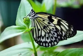 Primer plano de mariposa hermosa | Descargar Fotos gratis