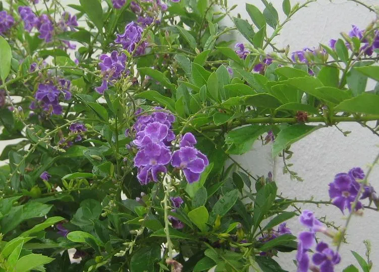 Planta de flor morada - Foro de InfoJardín