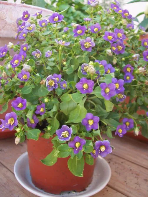 planta flores moradas Carrefour - Foro de InfoJardín planta flores moradas Carrefour - Foro de InfoJardín