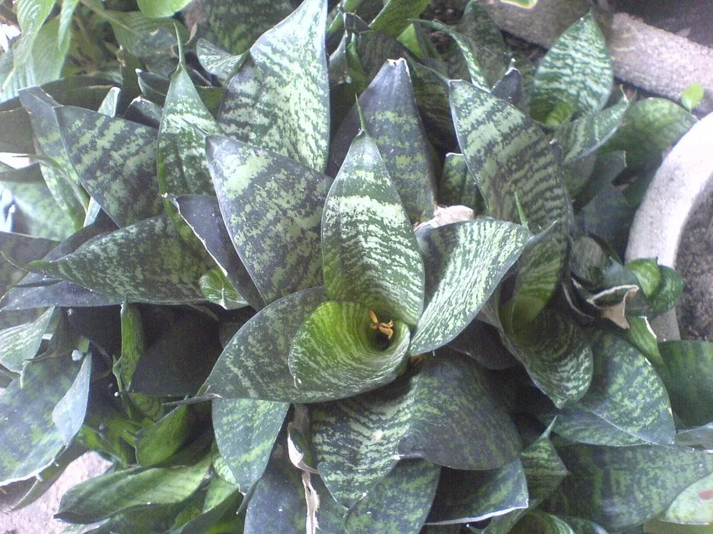 planta hoja morada (3) | Cuidar de tus plantas es facilisimo.