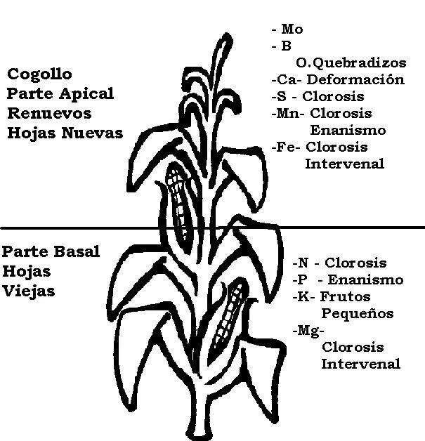 Partes de la planta de maiz - Imagui