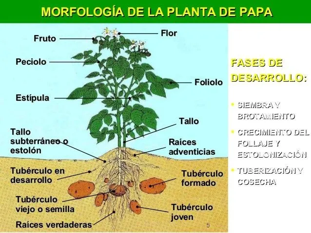 La planta de papa y sus partes - Imagui
