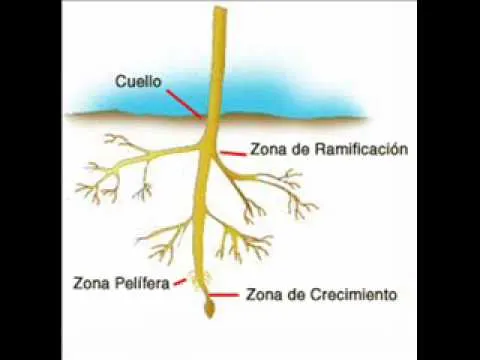 Planta e Raiz - Escuchar Canciones de Planta e Raiz mp3 Planta e Raiz - Escuchar Canciones de Planta e Raiz mp3