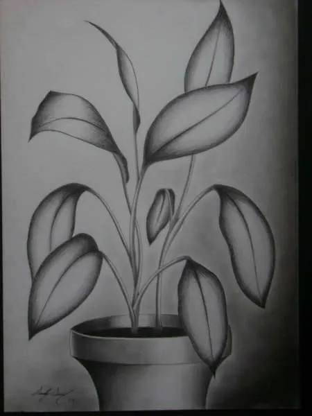 planta Sandy Samuel - Artelista.com