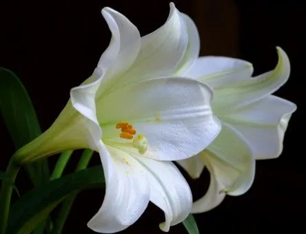 Flores blancas grandes - Imagui