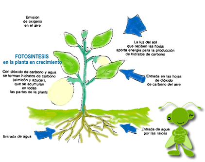 fotosintesis.gif