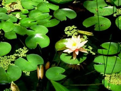plantas acuaticas (5) | Cuidar de tus plantas es facilisimo.com