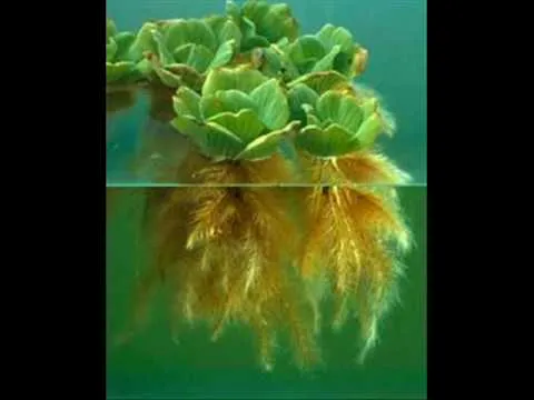 Plantas Acuaticas - YouTube