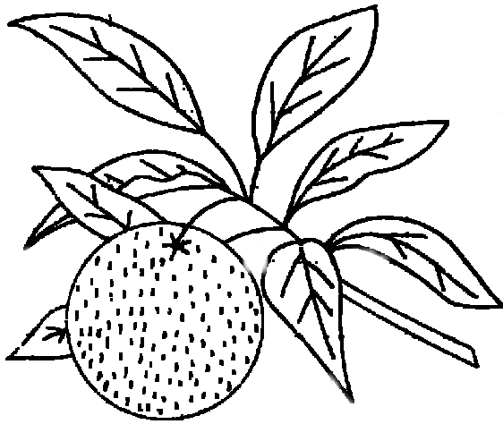 Plantas alimenticias dibujos - Imagui