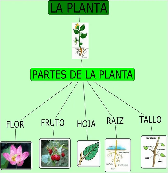 Las plantas: ¿cuales son las partes de una plantita?